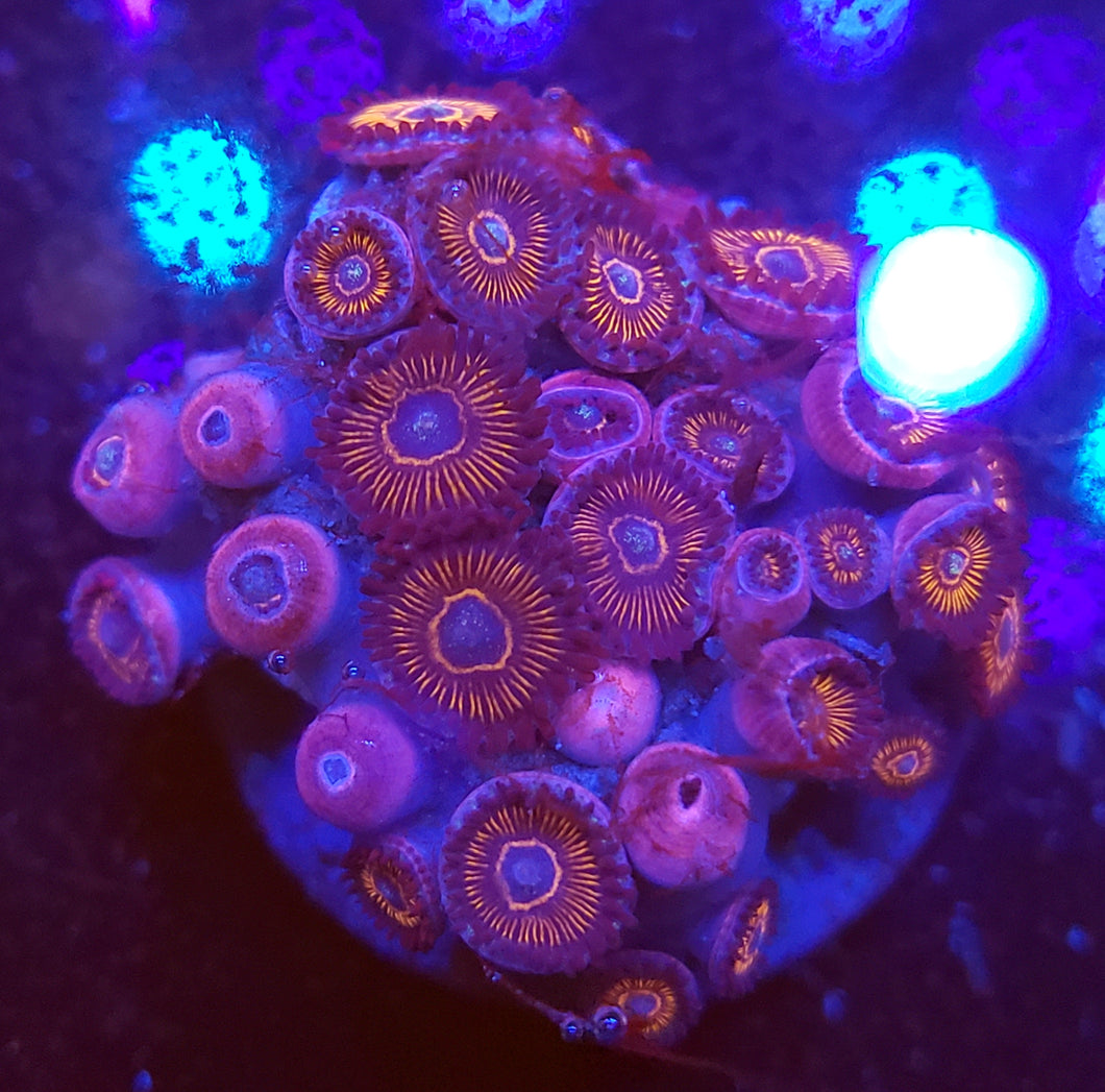 Cherry Pop Zoas