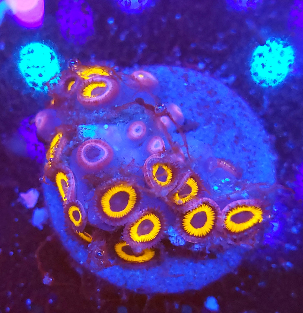 Tarzans Zoas