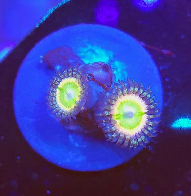 Rainbow Infusion Zoas
