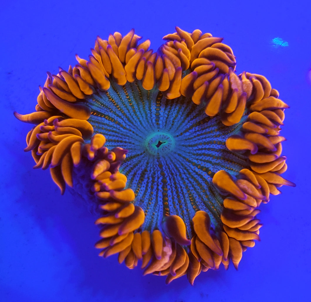 Ultra Red & Blue Zebra Flower Anemone