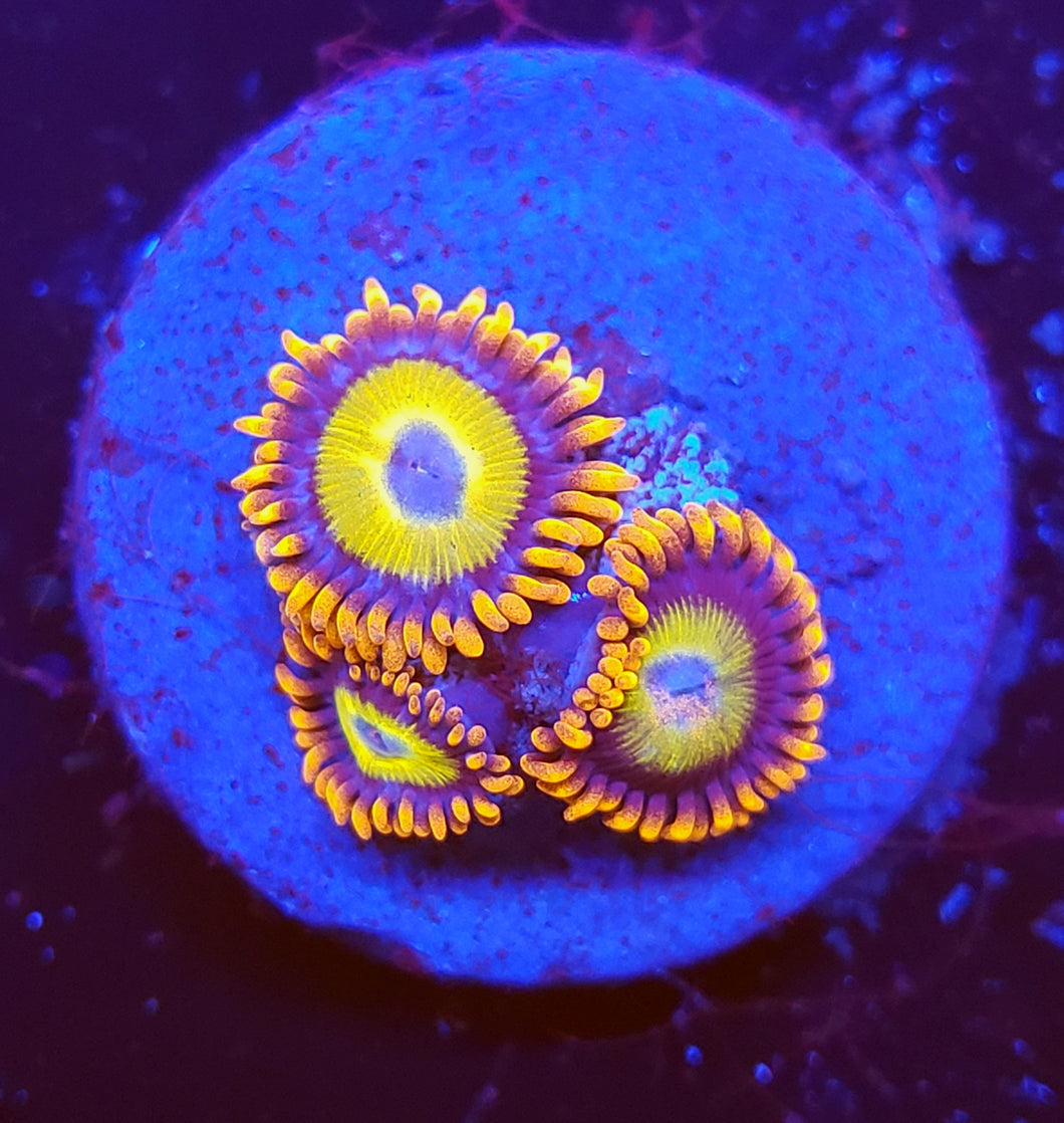 Blue Eye Blonde Zoas