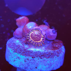 Pink Zipper Zoas