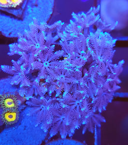 Xenia + Jungle Juice Zoas