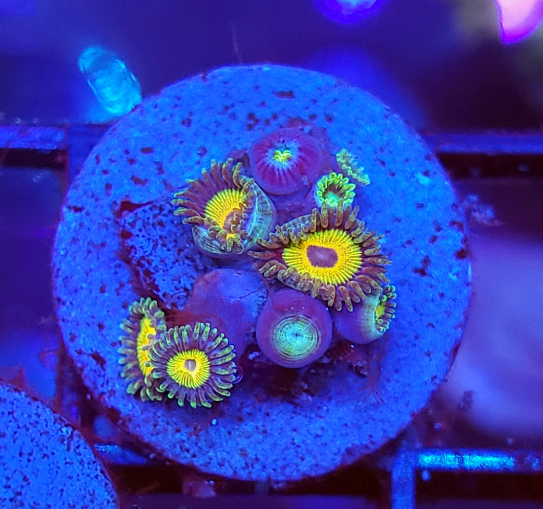 Marley Morph + Dragon Eye Zoas