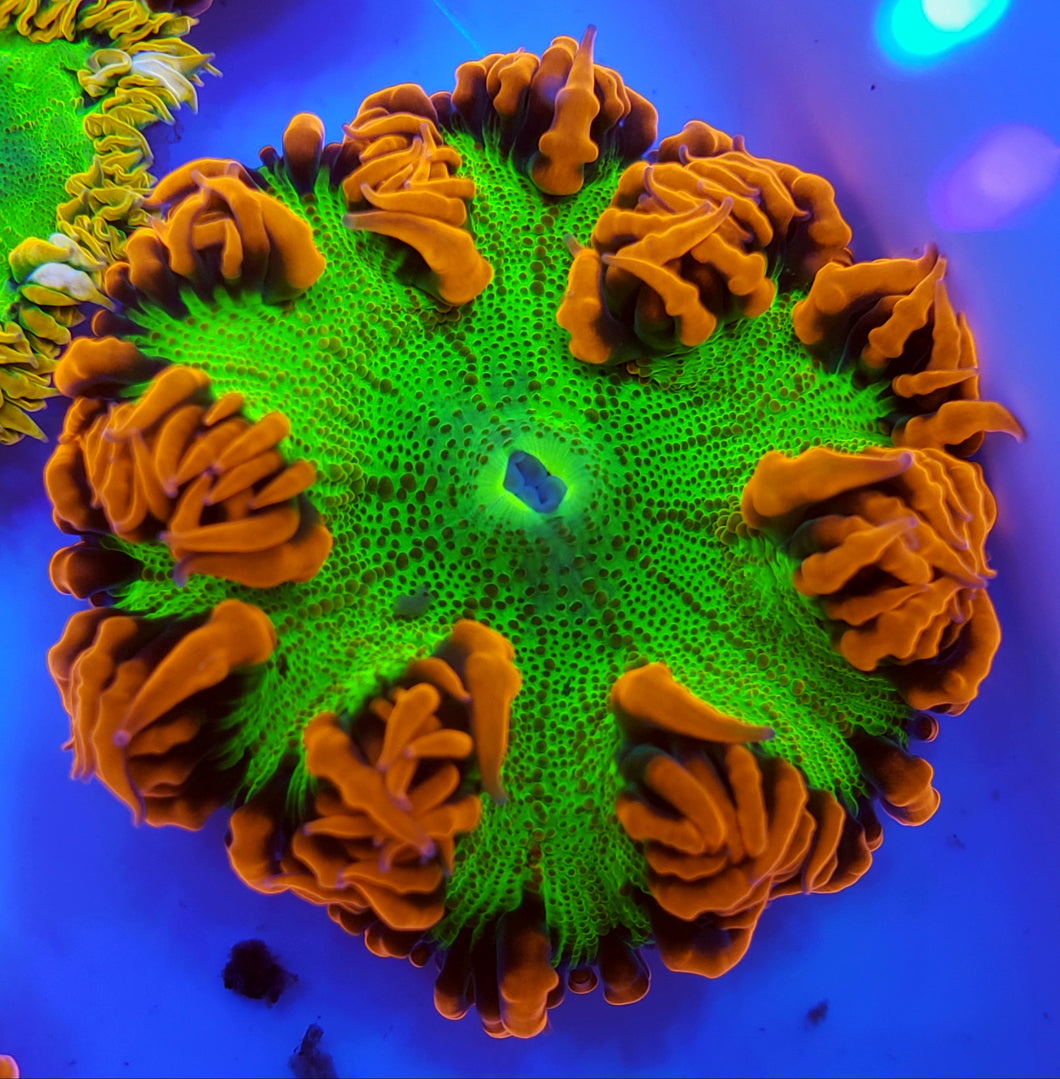 Red Skirt Ultra Green Flower Anemone