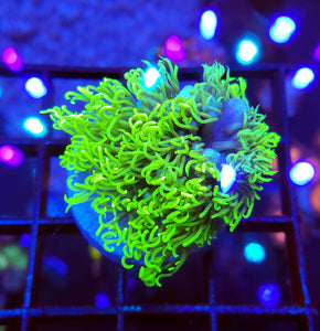 Chunky Branching Green Star Polyps