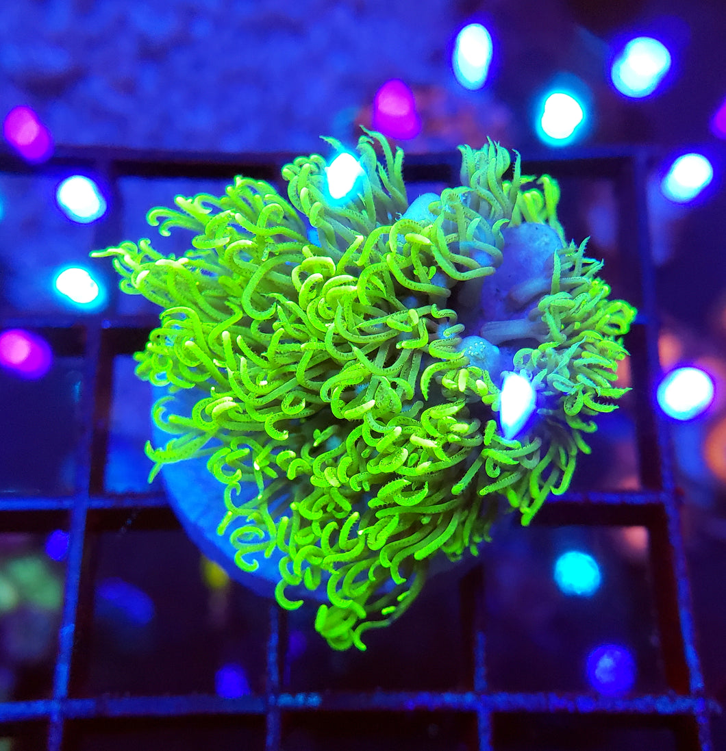 Chunky Branching Green Star Polyps