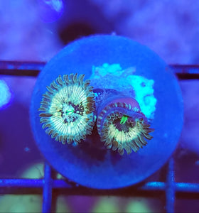 Hawiaan Sticky Punch Zoas