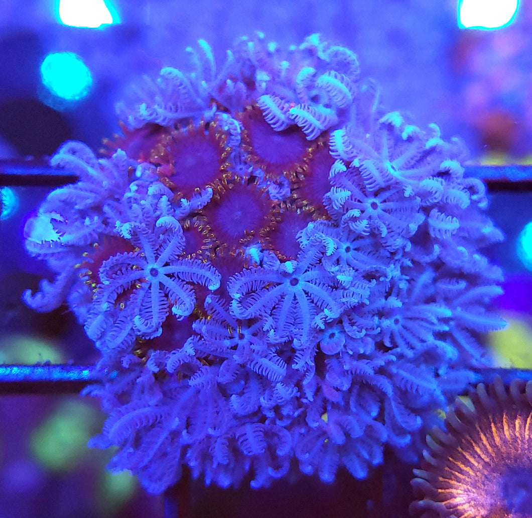 Unknown Blue/ Yellow Zoa + Xenia Combo