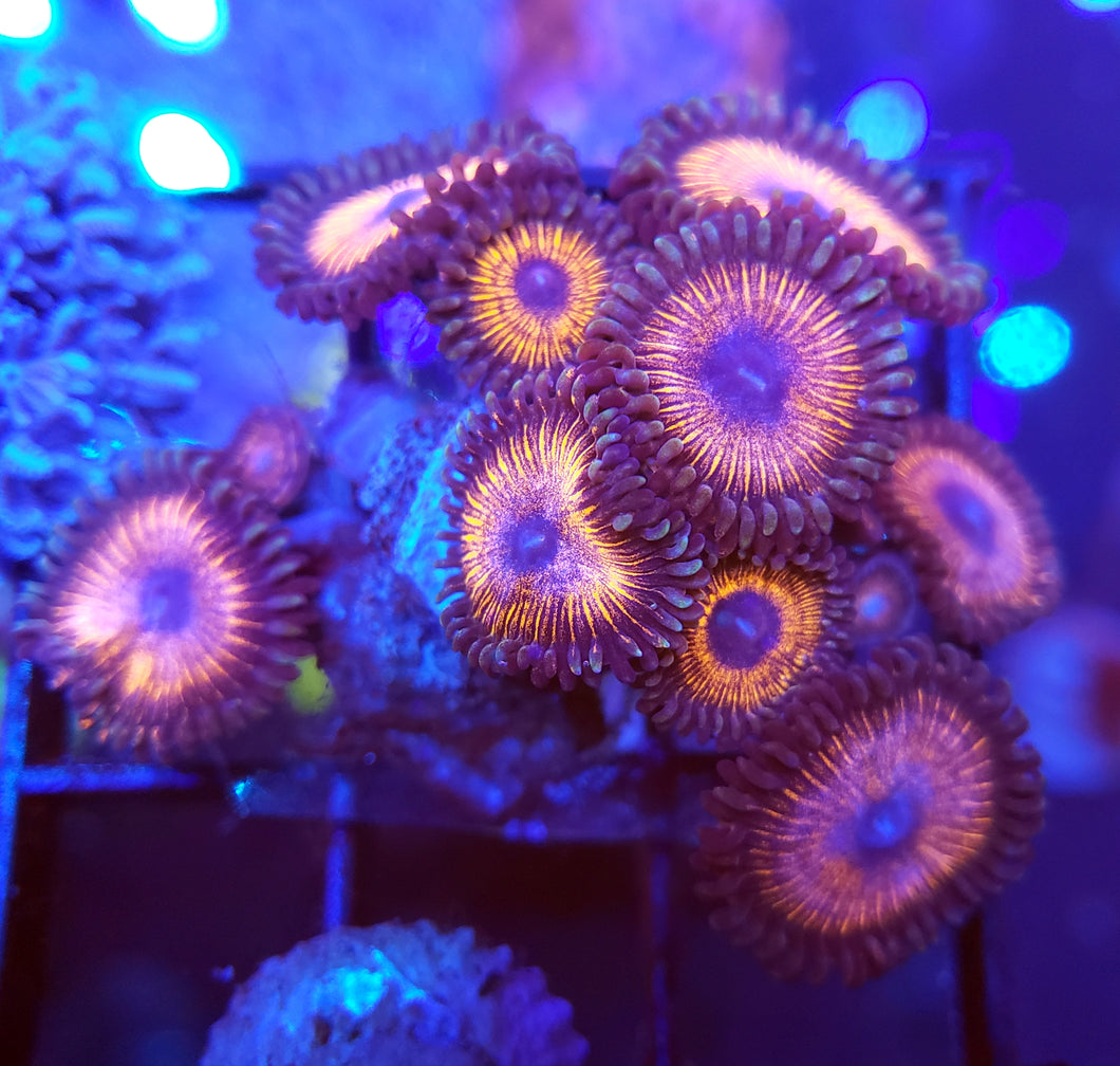 Metallic Pink Zoa Cluster