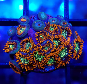 Firestorm Zoa Frag