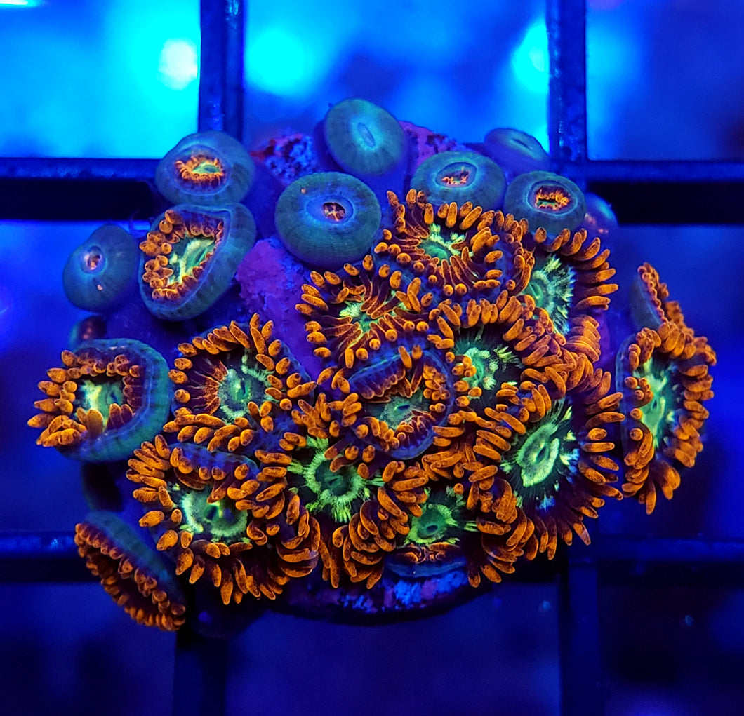 Firestorm Zoa Frag