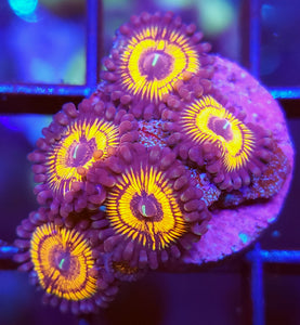 Armor of God Zoas