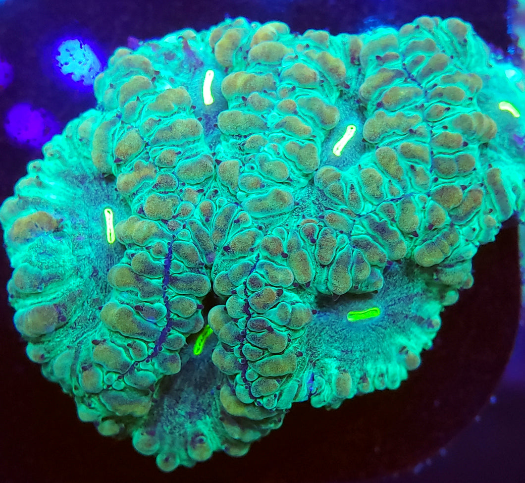 Metallic Green Blasto Frag