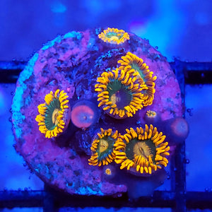 Gatorade Zoas