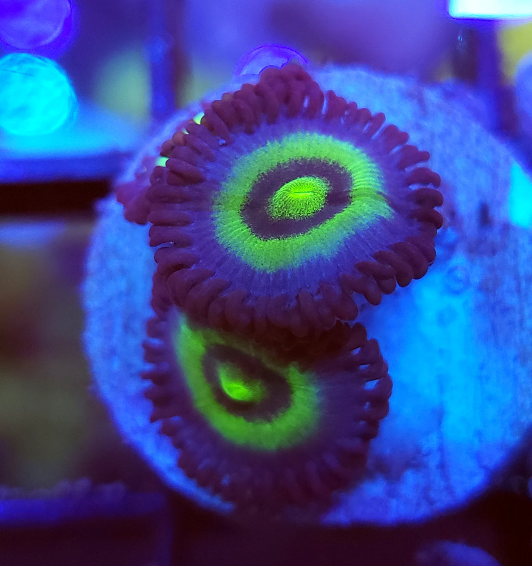 OutKast Zoas