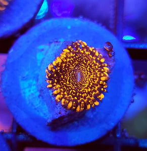Campfire Zoa frag