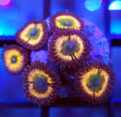 Rainbow Infusion Zoas