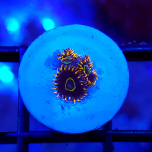 Rainbow Hornet Zoas