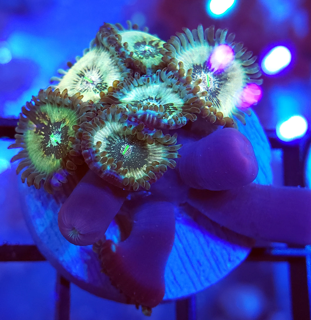 Hawaiian Sticky Punch Zoas