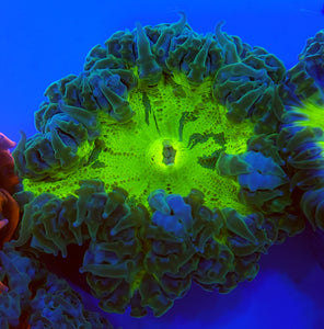 Ultra Kryptonite Flower Anemone