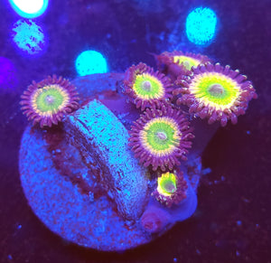 Rainbow Infusion Zoas
