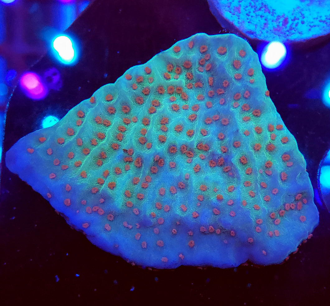 Jedi Mind Trick Montipora