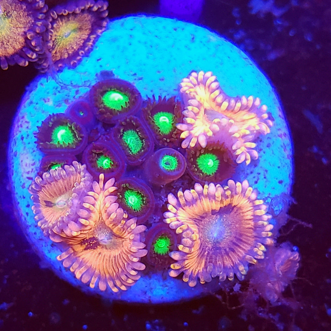 Playboy + Meen Green Zoa Combo