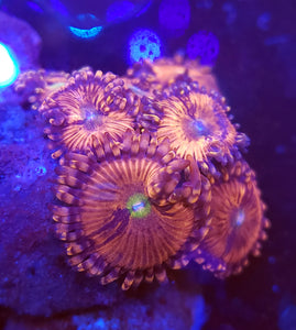 Playboy Zoas