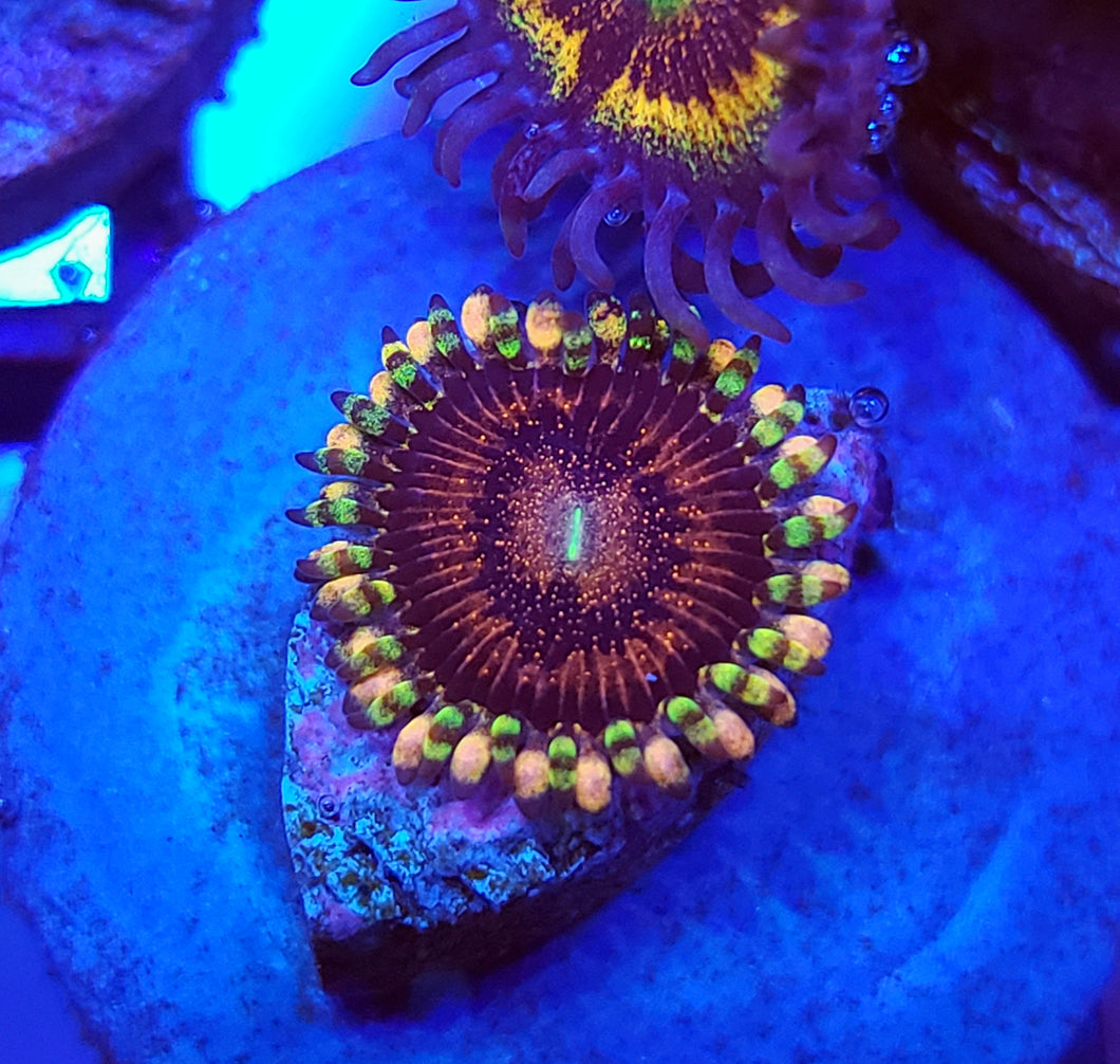 Space Queen Zoa