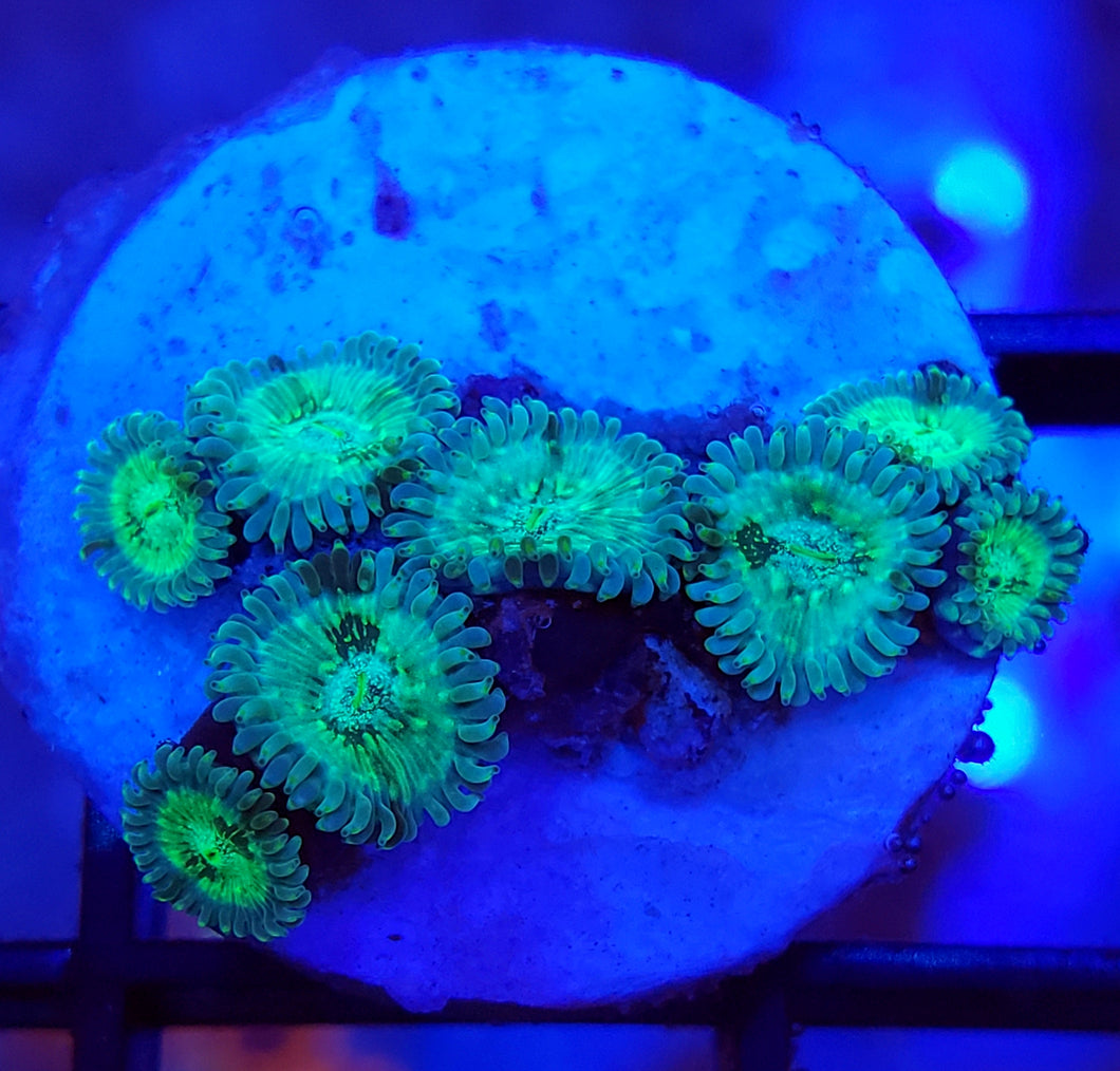 Hawaiian Zoas