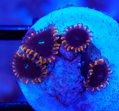 People Eater Zoas