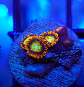 Blue Eye Blonde Zoas