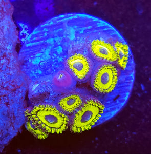 LA Laker Zoas