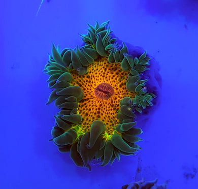 Pink Center Rainbow Flower Anemone sm