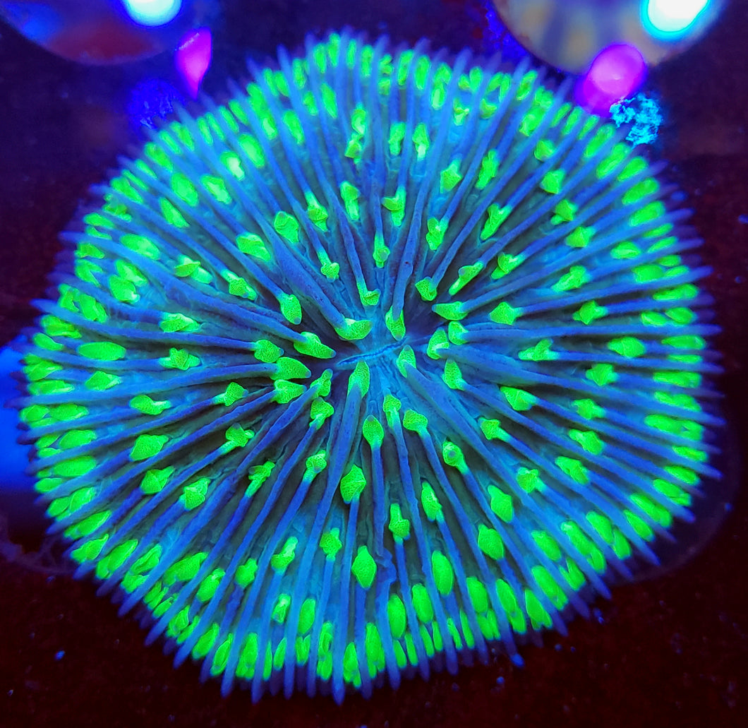 Neon Green Tentacle Plate coral