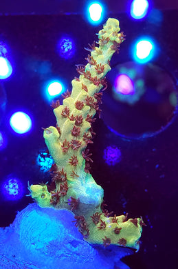 Pink Lemonade Acro