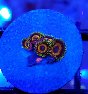 DragonBall Zoas