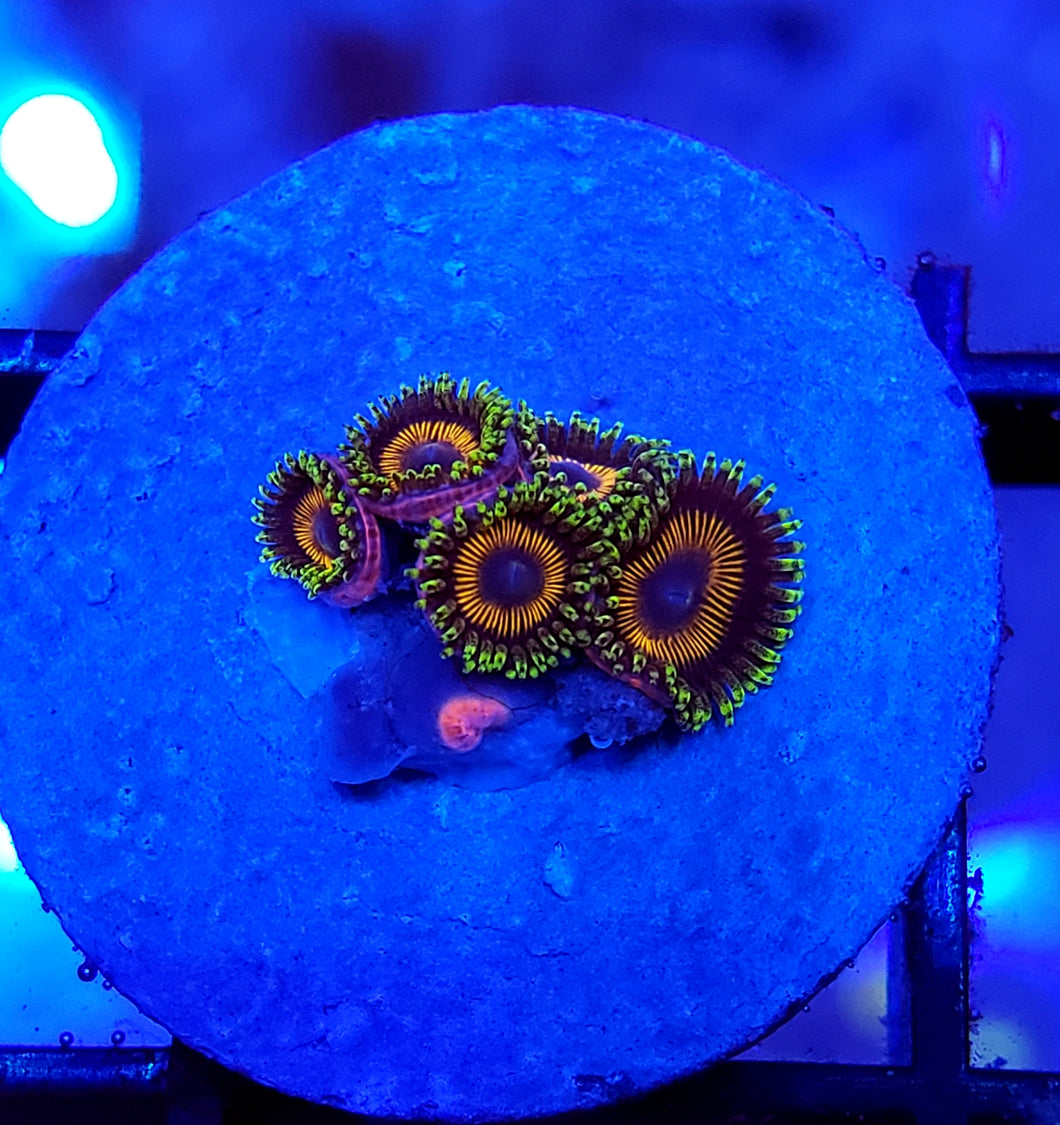 DragonBall Zoas