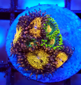Pink N gold + GB Packer Zoa Combo