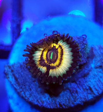 Petroglyph Zoa