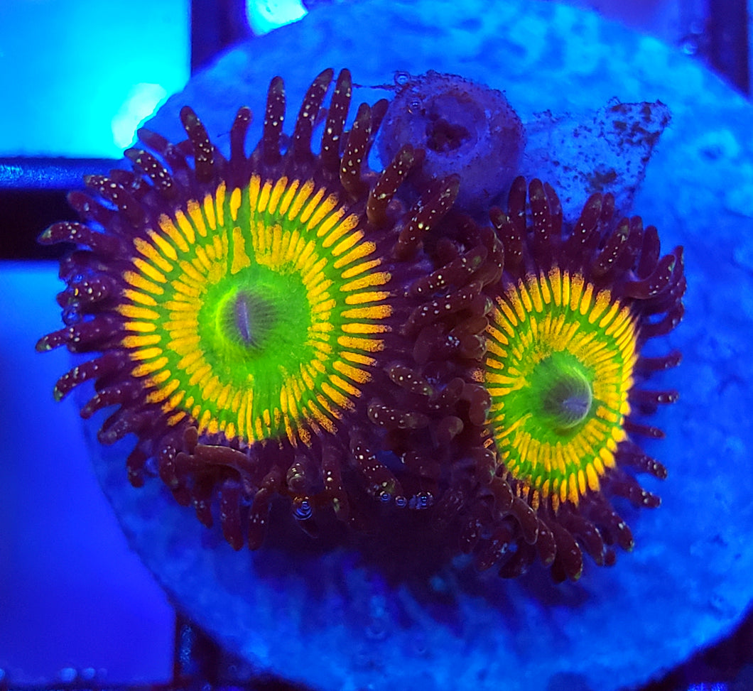 Sunny Ds Zoas