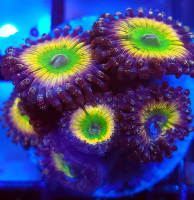 Rainbow Infusion Zoas