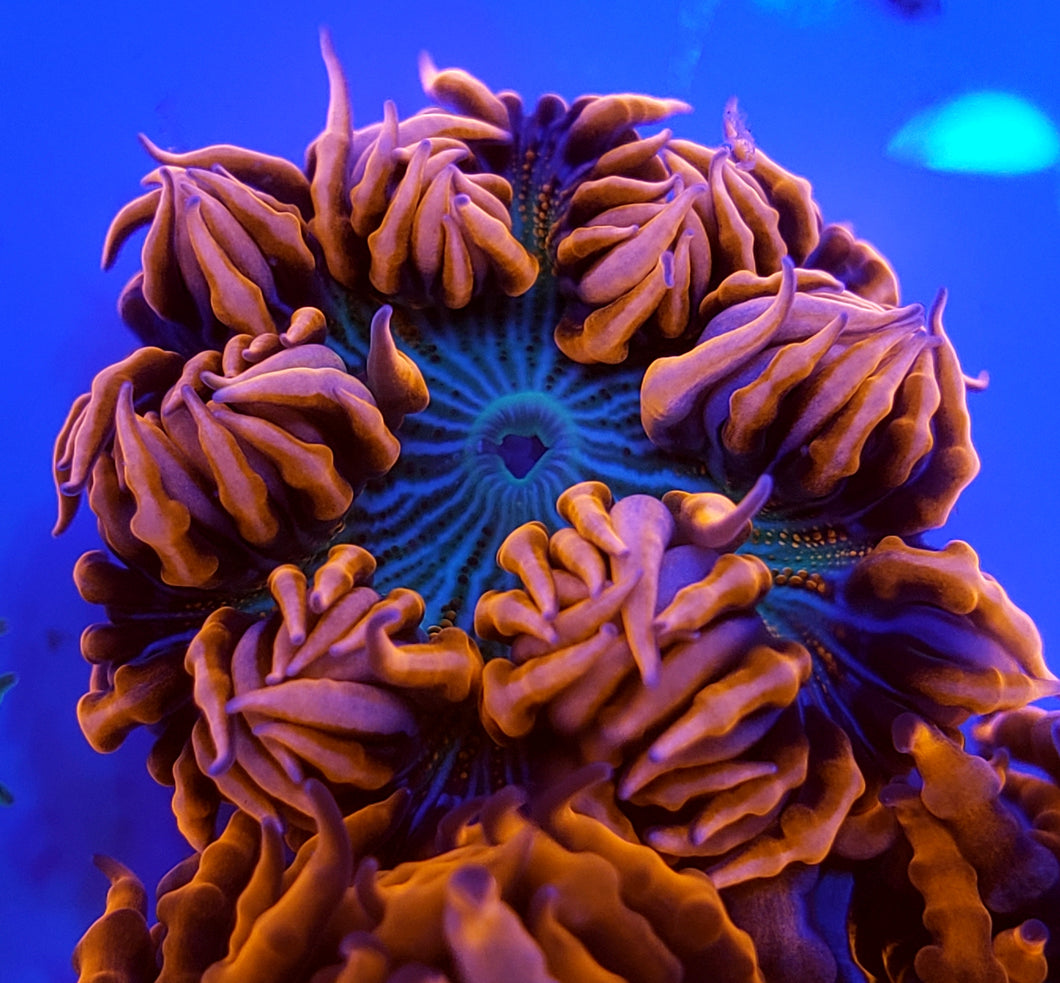 Hot Pink Zebra Flower Anemone