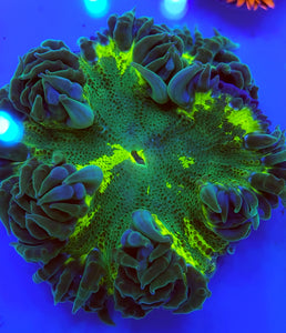 Insane Kryptonite Flower Anemone