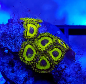 LA Laker Zoas