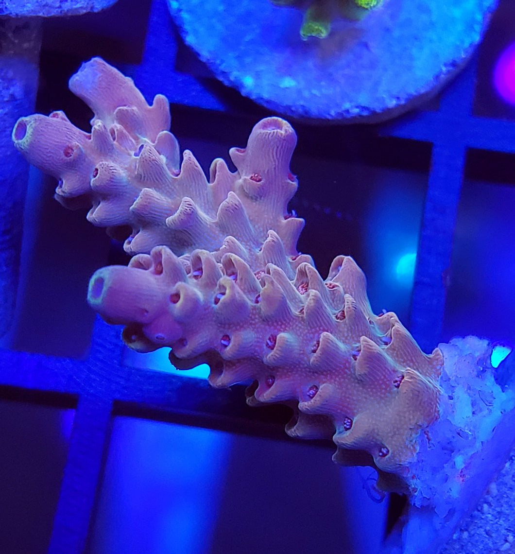 Pink Fusion Acro