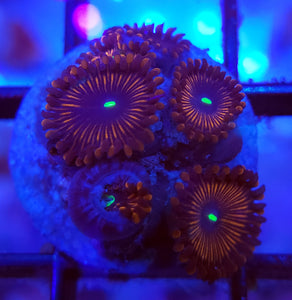 Red People Eater Zoas