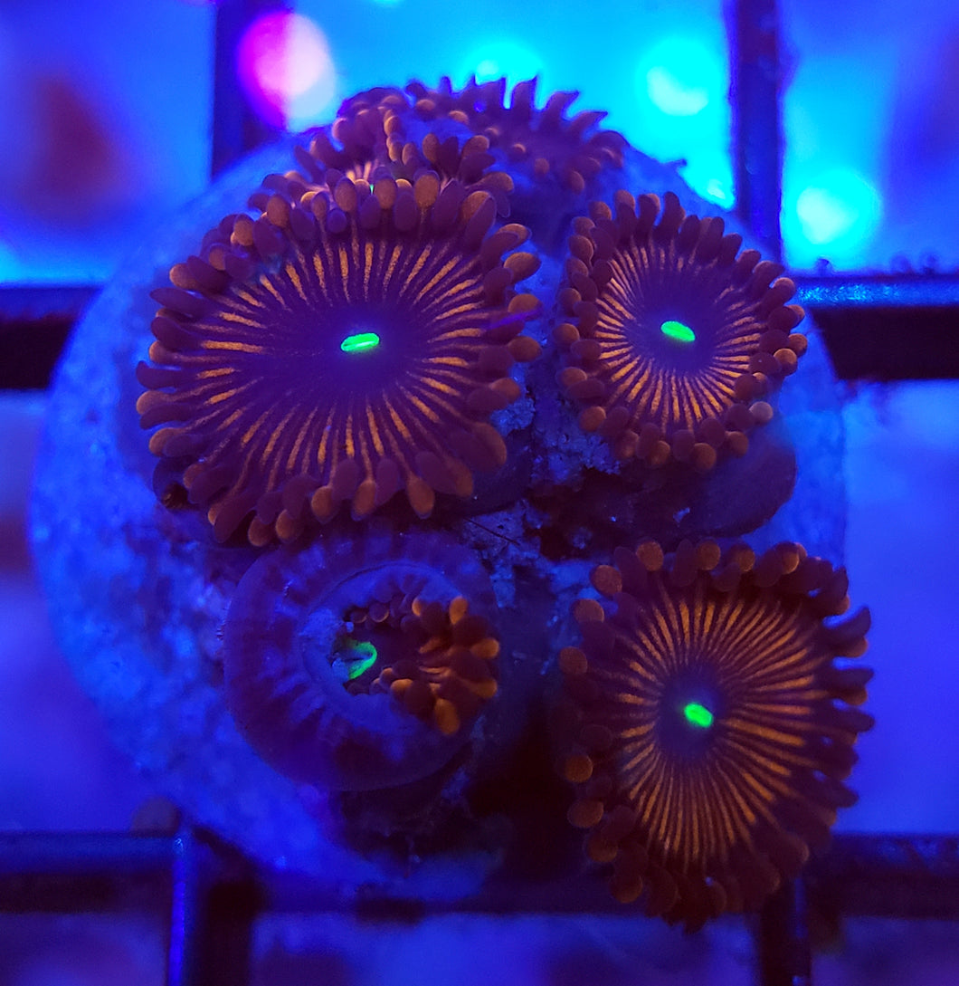 Red People Eater Zoas