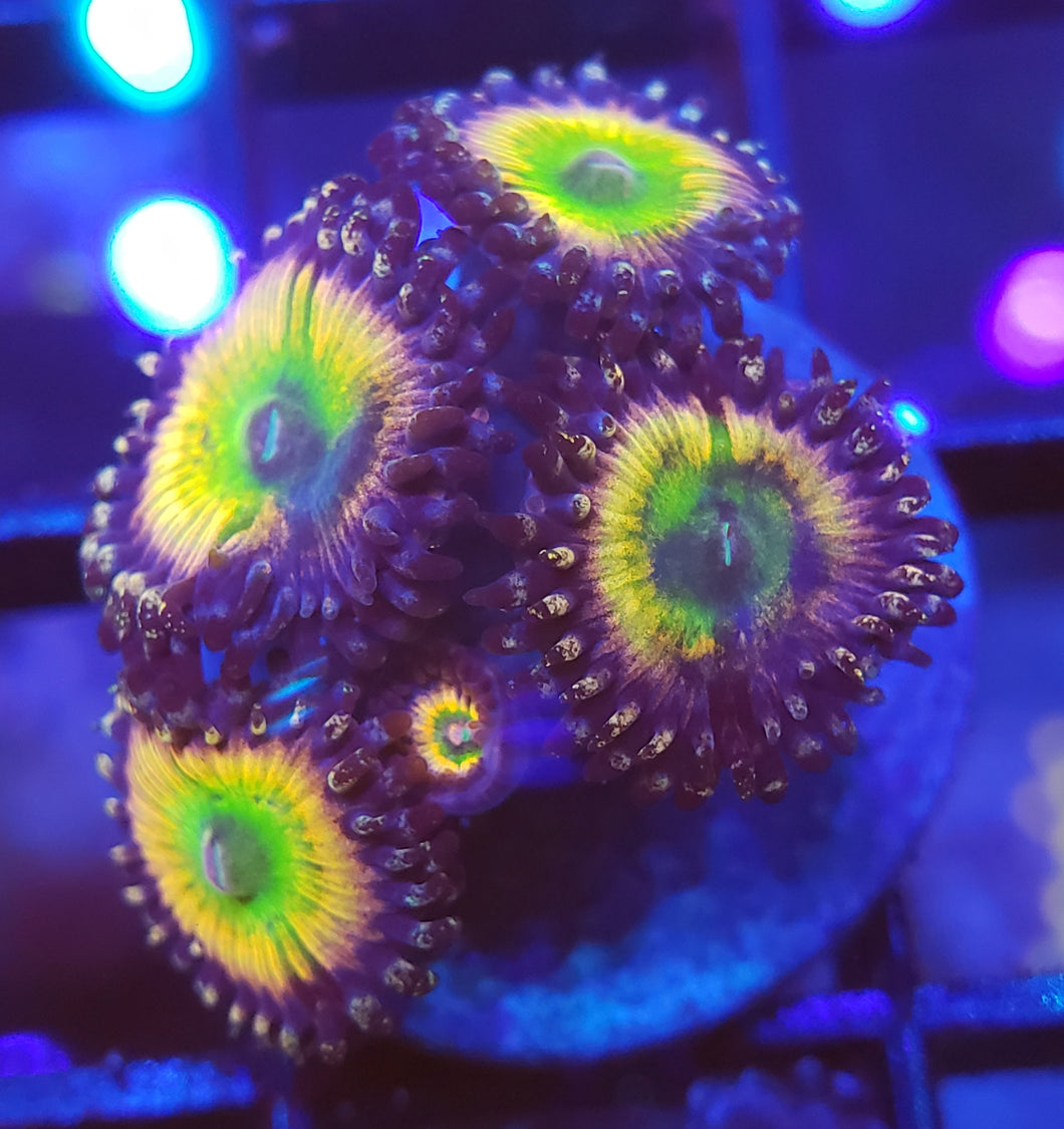 Rainbow Infusion Zoas